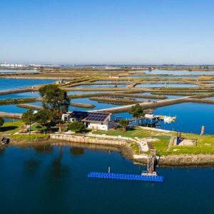 Marinha Passagem: Degustação de Ostras e Amêijoas da Ria de Aveiro